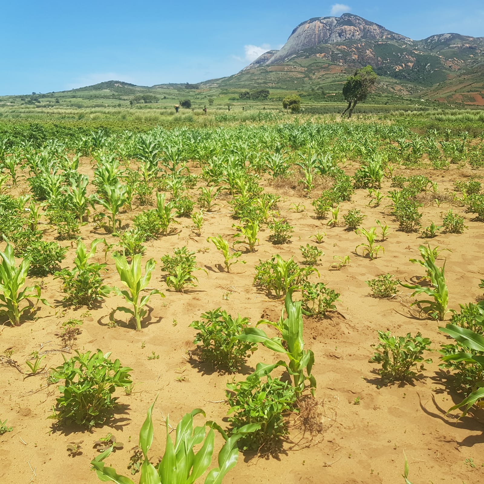 Agriculture